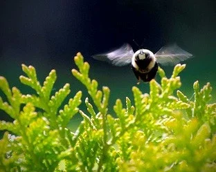 $bumblebee.webp $bumblebee.webp