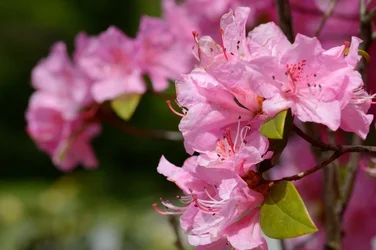 $Planting Fields _042011-24.webp