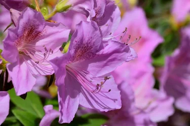 $Planting Fields _042011-36.webp