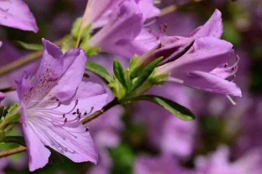 $Planting Fields _042011-37.webp