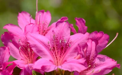 $Planting Fields _042011-38.webp