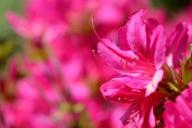 $Planting Fields _042011-39.webp