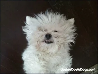 $fuzzy-wuzzy-the-coton-de-tulear-dog-pic-420x315.webp