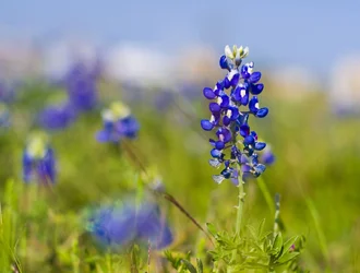 $Bluebonnets 1 c rsz 2.webp