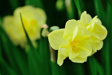 $Planting Fields _042011-17.webp