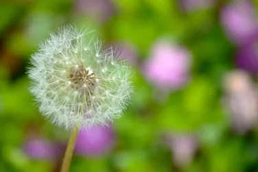 $Planting Fields _042011-19.webp