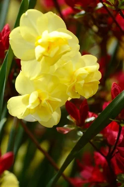 $Planting Fields _042011-18.webp