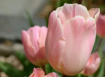 $Planting Fields _042011-40.webp