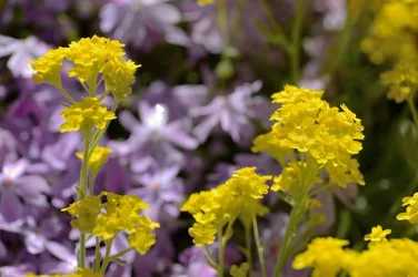 $Planting Fields _042011-13.webp