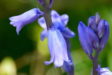$Planting Fields _042011-23.webp