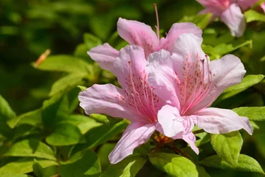 $Planting Fields _042011-28.webp