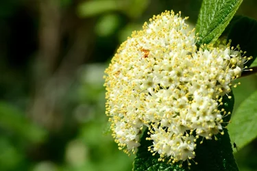$Planting Fields _042011-32.webp