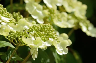 $Planting Fields _042011-33.webp