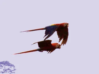 $macaws.webp $macaws.webp