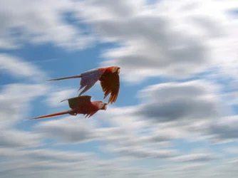 $tpf help birds in flight 1.webp