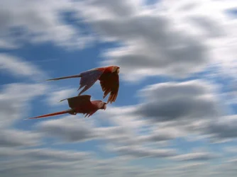 $tpf help birds in flight 1.webp $tpf help birds in flight 1.webp