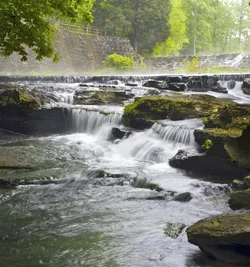$7031d1335380107-re-do-waterfall-weeds-10.webp $7031d1335380107-re-do-waterfall-weeds-10.webp