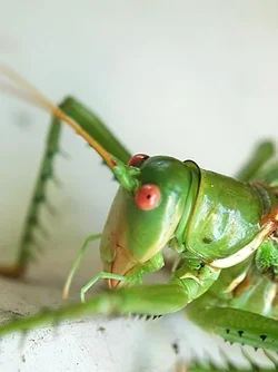 $grasshopper.webp