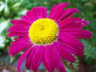 $flower.webp