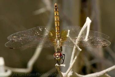 $Dragonfly 1 (1 of 1).webp