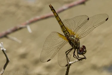 $Dragonfly 2 (1 of 1).webp