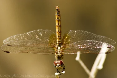 $Dragonfly 70% JPEG (1 of 1).webp