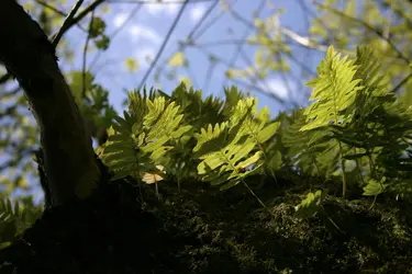 $Ferns Geneva 1.webp