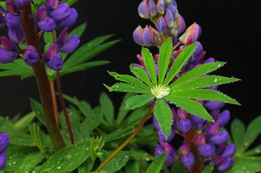 $Garden Ashley 024.webp