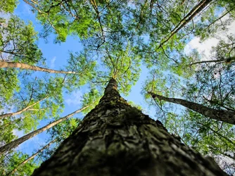 $FL Tree.webp