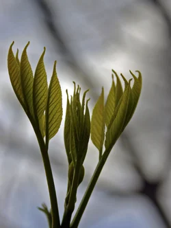 $Green Buds 2.webp