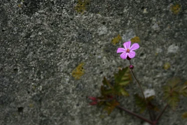 $Pink Flower 1.webp