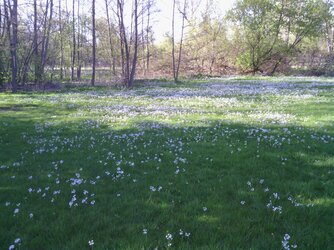 $bed of flowers.jpg