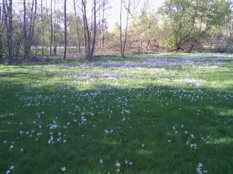 $bed of flowers.webp