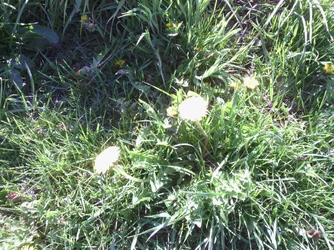$flowers.webp
