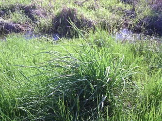 $grass.webp
