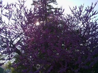 $spring.webp