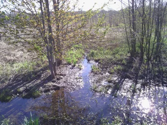 $swampy.webp