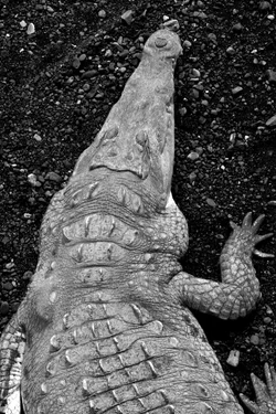$_DSC1520_B+W.webp