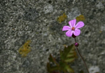 $Pink Flower 1 cropped.webp $Pink Flower 1 cropped.webp