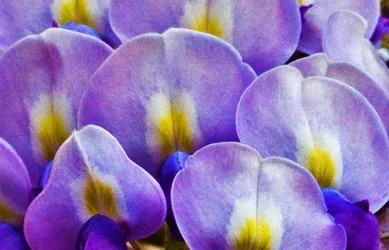 $wisteria.webp
