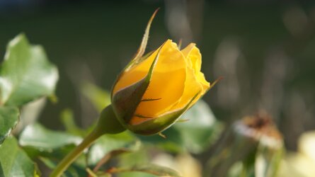 $Yellow-Rose.jpg.JPG