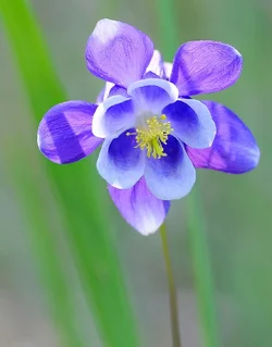 $columbine.webp