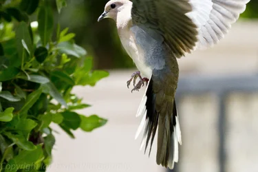 $Bird Landing (1 of 1).webp