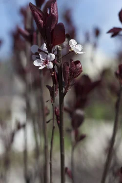 $IMG_0987.webp