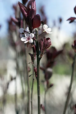 $IMG_0987.webp