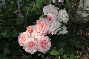$IMG_0051.webp