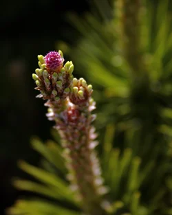 $Pink Pine Flower 1.webp