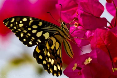 $Butterfly 4 (1 of 1).webp