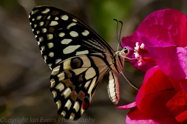 $Butterfly 6 (1 of 1).webp