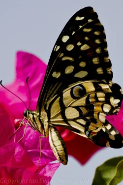 $Butterfly 7 (1 of 1).webp